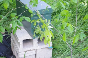 I have been told that if you move a hive to new but close location, the forages might go out and return to their original location, never to find home again. One way to resolve that is to put a bushy branch in front of the hive, so foragers will re-orient before they leave.