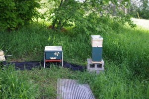 To the left of the nuc is a queen castle that I have prepared for when I actually find some capped swarm cells.
