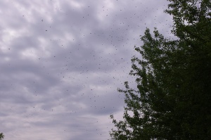 Swarm coming in